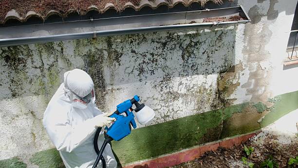Trusted Attic Mold Removal service in Paradise Valley, AZ - Cheap Mold Removal